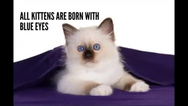10 Факта за котките които може би не знаете