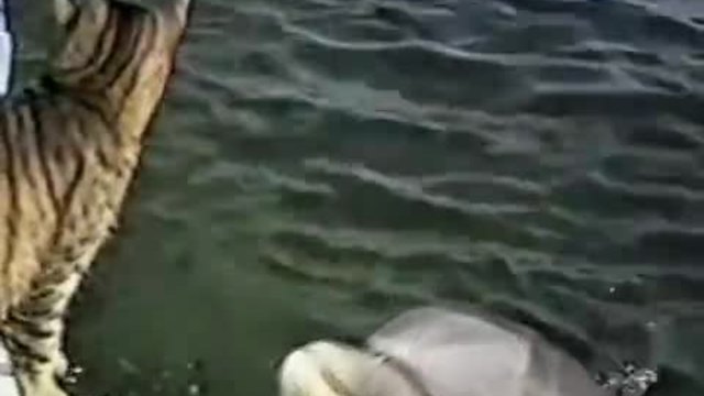 Коте си играе с делфин