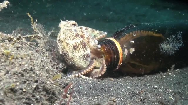 Невероятни създания на дъното на океана!