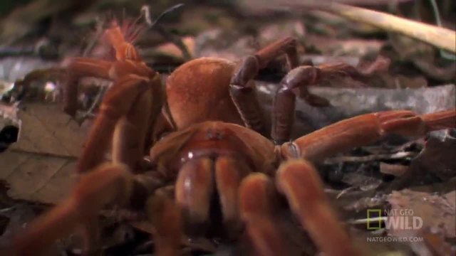 Най-големия и опасен паяк в Света!