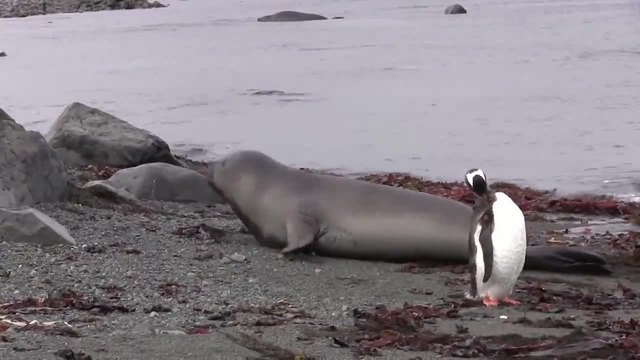 Удивителна среща с морски слон ..