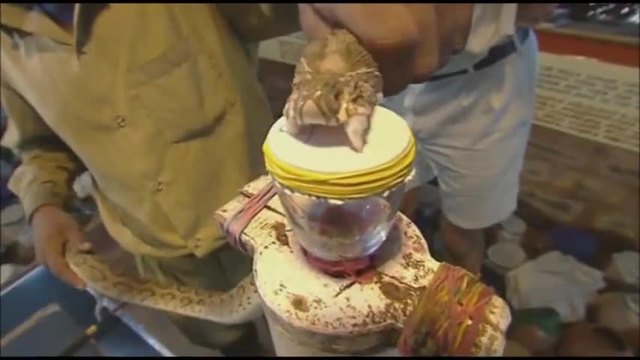 Какво се случва с кръвта, след ухапване от змия