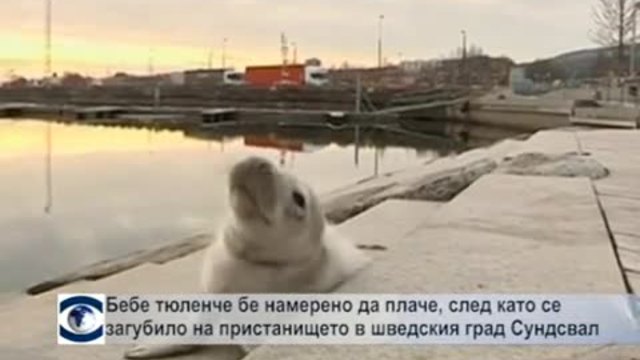 Бебе тюленче бе намерено да плаче, след като се загубило, на пристанището в шведския град Сундсвал