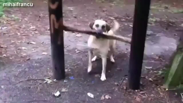 Кучета с прекалено големи пръчки- компилация
