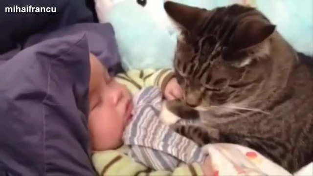 Котки и кучета пазят бебета- компилация 2014