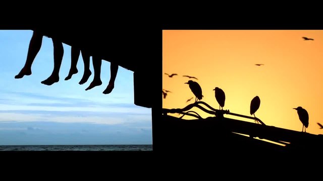 16 прилики между хора и животни