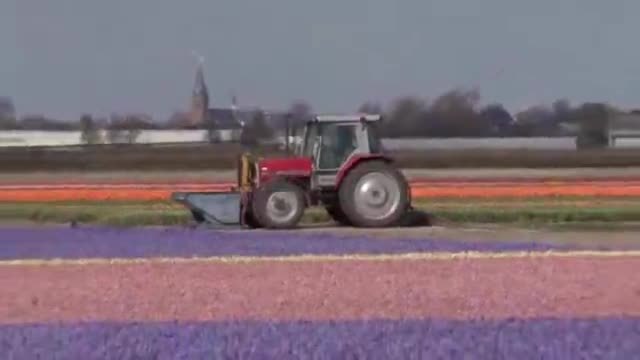 KEUKENHOF GARDENS DVD - Opens again March 20th 2014  Watch earlier highlights in HD