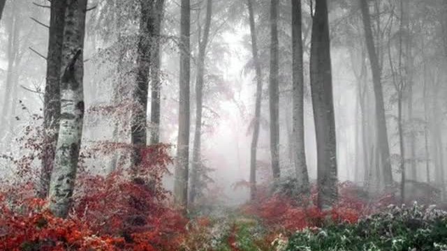 Ищар - В гората на влюбените души