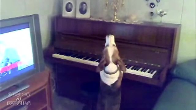 Куче свири на пиано и пее