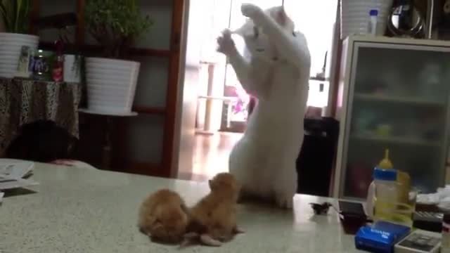 Коте за първи път вижда новородени малки котенца