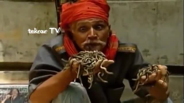 Как Индиец яде живи змии като спагети