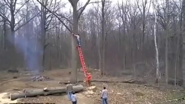 Как режат дърво в Русия