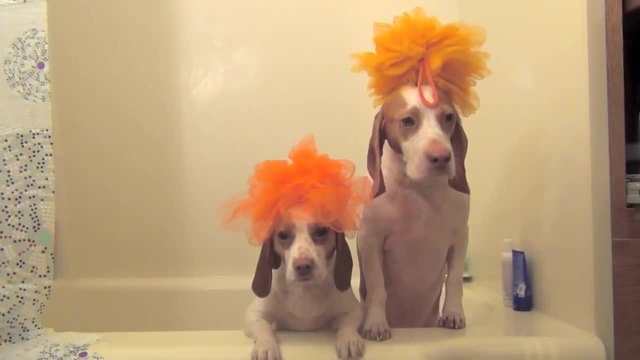 Доволни кучета след баня !