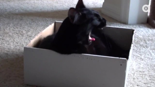 Защо Котките обичат да влизат в кутии