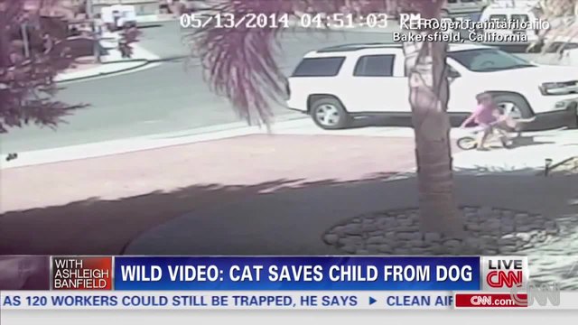 Котка спасява дете от атака на куче!