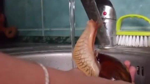 Как се къпе Охлюв