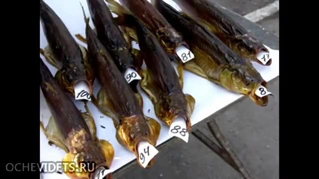 Компилация-руска мисъл