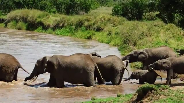 Семейство слонове преминават река