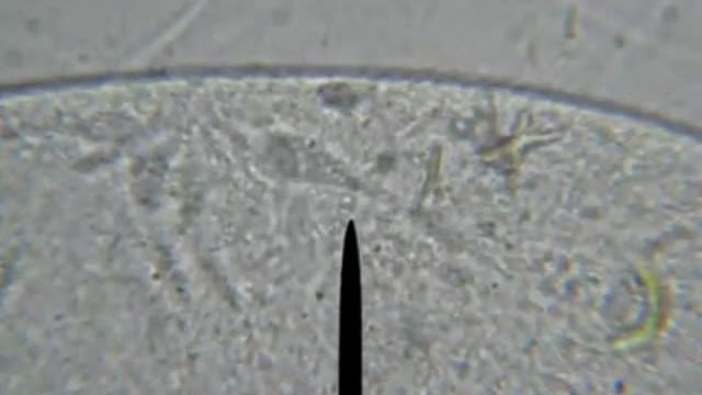 Тип Ресничести и Колониални едноклетъчни - Наука Биология