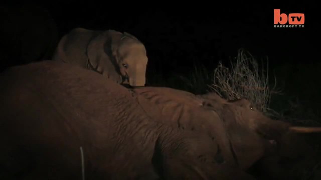 Бебе слонче отказва да пусне мъртвата си майка