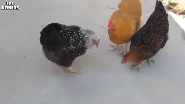 Война между кокошки и един лазер