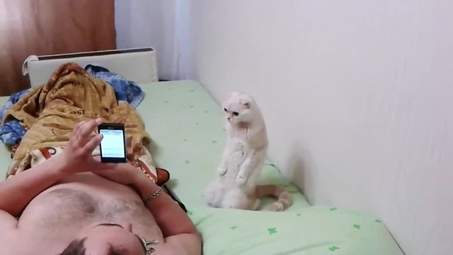 Руска котка - Патриот