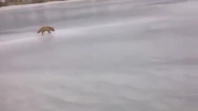 Дива лисица отива право при рибарите за да похапне прясна рибка.