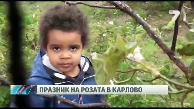 Проведе се традиционният празник на розата 31.05.2014