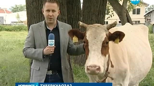 Не изследват животните у нас за туберкулоза - Новините на 02.06.2014