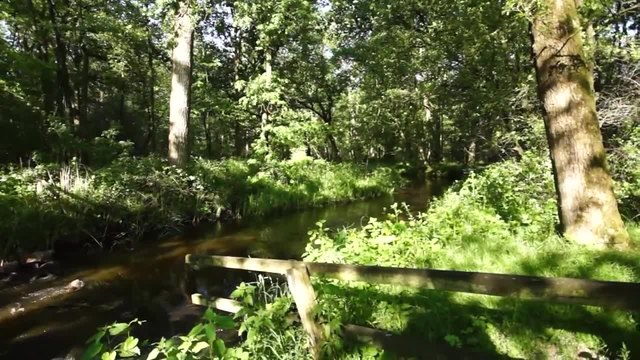 Природата в Нидерландия - Растения и животни