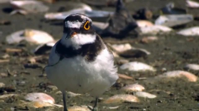 Птици край Дунавската делта