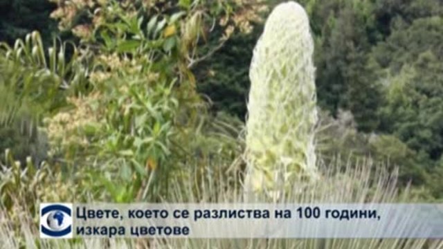 Цвете, което цъфти веднъж на 100 години, се обсипа с цветове