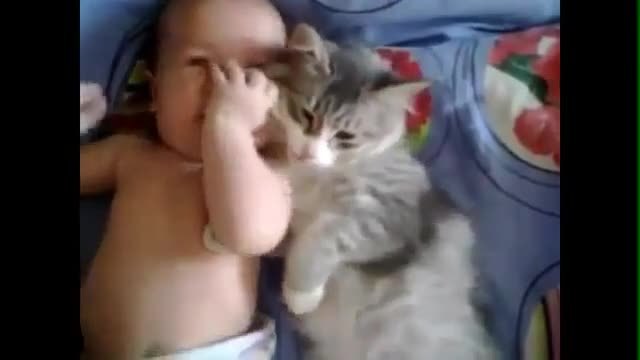 Коте гушка бебе