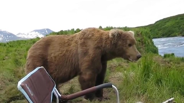 Мъж получава изненада от любопитна кафява мечка.