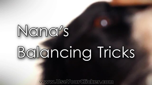 Куче което умее да балансира !
