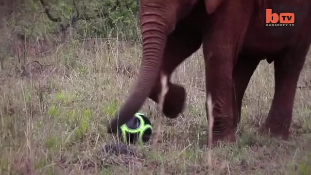 Слончета от Кения играят футбол