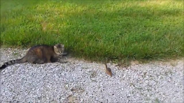 Котка си играе с катерица