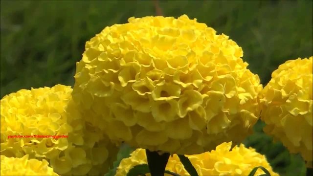 Tagetes Erecta - Едри цветове и много красота (цвят Жълт)
