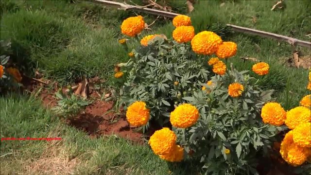 Tagetes Erecta - Едри цветове и много красота (цвят Оранжев)