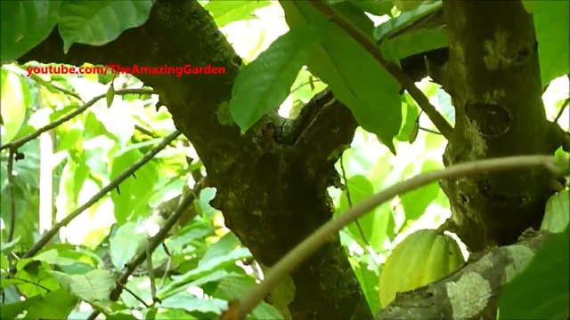 Какаово дърво и какови плодове (HD)