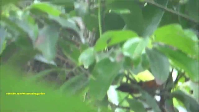 Канелено дръвче (Cinnamon Tree)