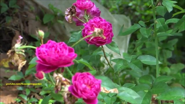 Розата - Царица на Цветята (Rose) - Лилава роза