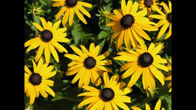 Рудбекия (Rudbeckia) - Сем. Сложноцветни