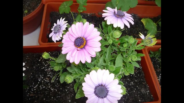 Растения от сем. Сложноцветни - Снимки