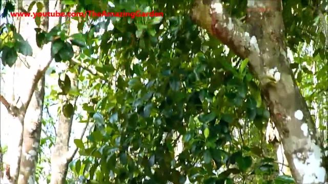 Хлебно дърво - Artocarpus heterophyllus