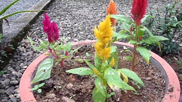 Целозия, Петльов Гребен (Celosia) в саксийка