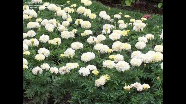 Тагетес, Фунда и Камшица (Tagetes) - сем. Сложноцветни