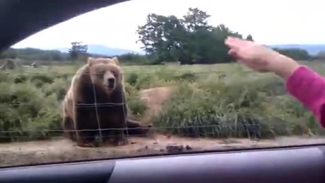 Една възпитана мечка!