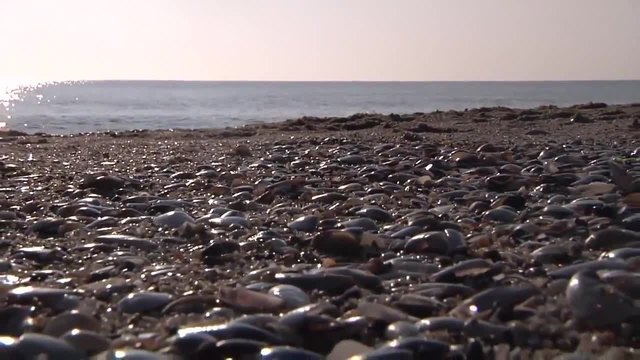 Български черноморски курорт Шкорпиловци и морето