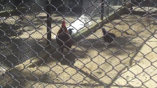 Зоологическата градина във Варна